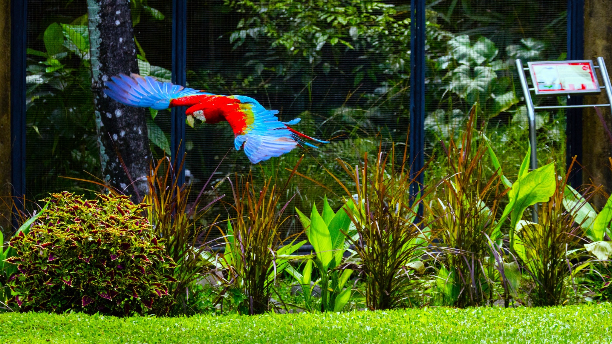 Bali Bird Park Admission Ticket